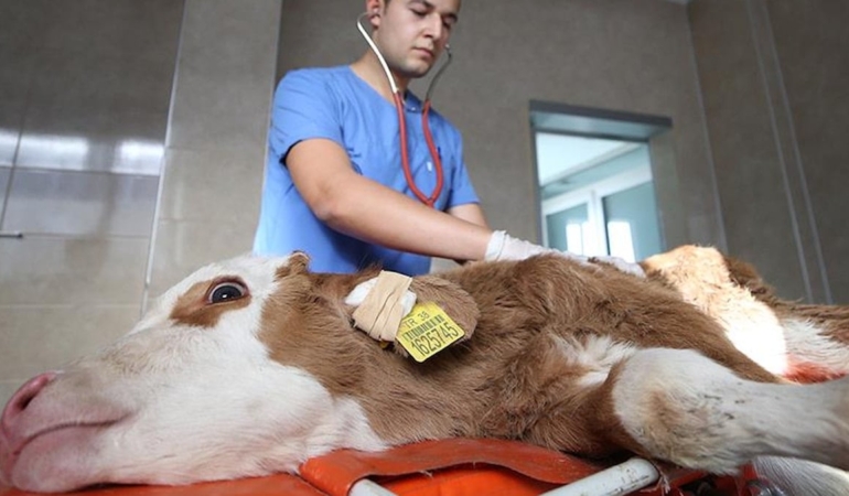 Üreticinin maliyeti katlanıyor: En yüksek artış veteriner harcamaları