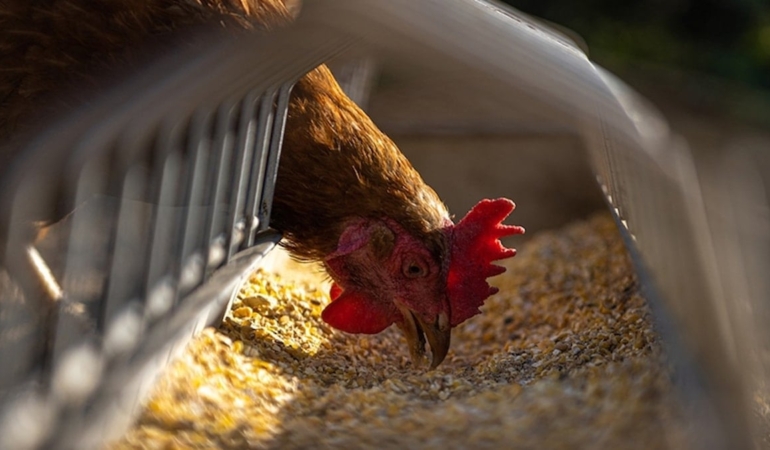 Varlığı tarihe geçti! 18 ay boyunca başı olmadan yaşadı