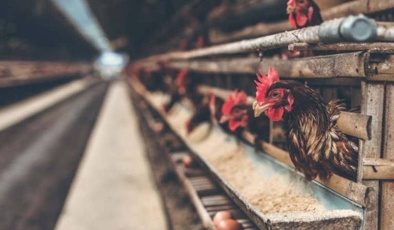 Tavukçuluk sektörünün önde gelen şirketi konkordato ilan etti