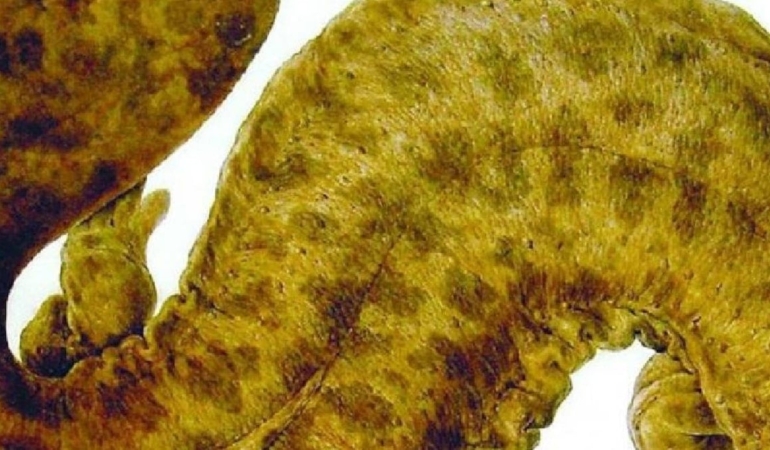 japonlarin-basi-devasa-kadim-yaratikla-dertte-japonyaya-buyuk-zarar-veriyor-SJMqlTbS.jpg