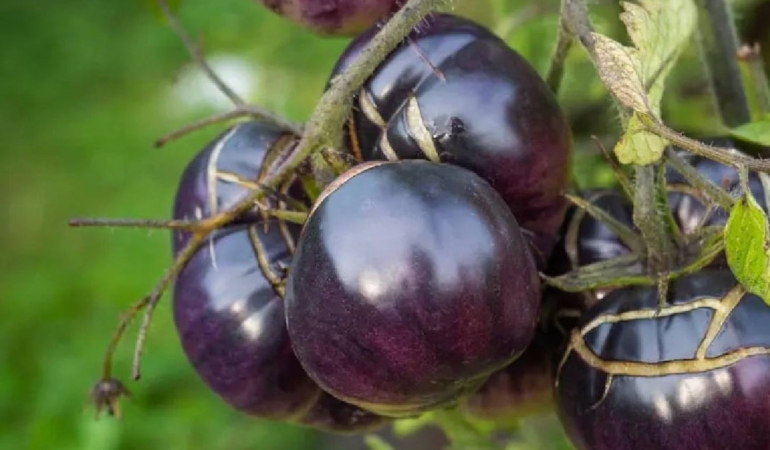 Mor domatesin hasadı başladı: Raflarda satışa çıktı