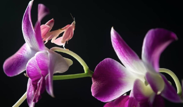Gezegendeki en sinsi yaratık: Herkes onları masum sanıyor