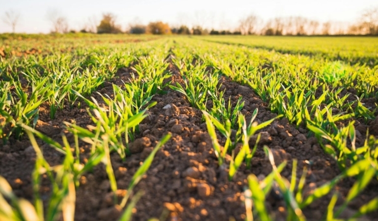 Küresel gübre krizi kapıda: Fiyatlar yüzde 50’den fazla arttı