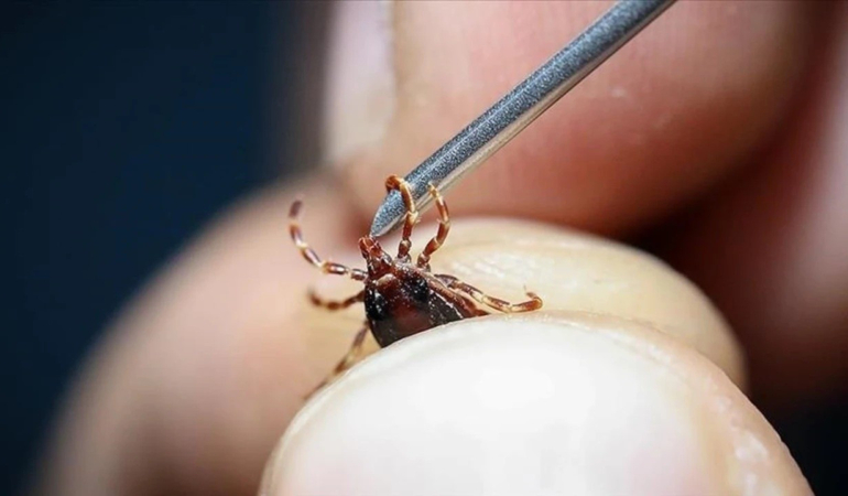 Uzmandan kene uyarısı: Havaların ısınmasıyla olaylar artacak