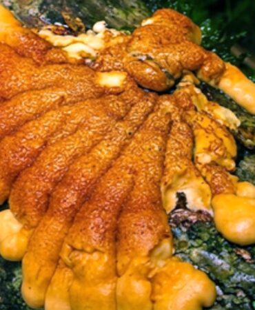 mantar-koklerinde-yeni-bir-hazine-kesfedildi-WDblrghm.jpg