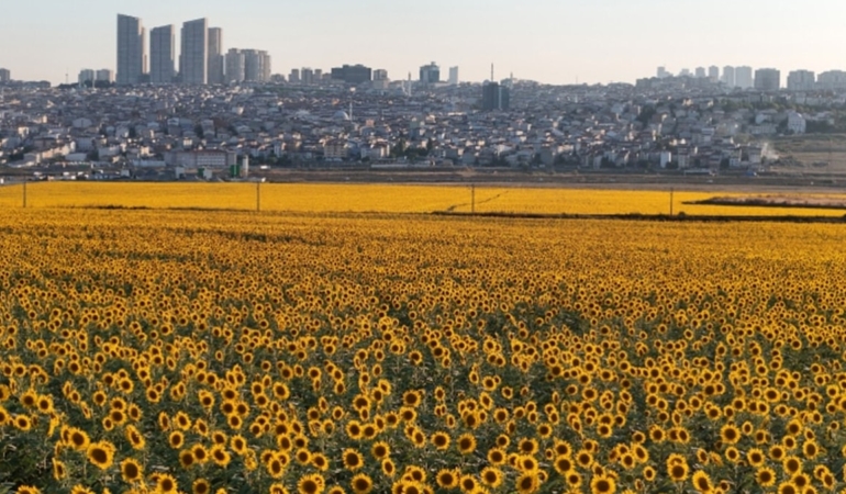 Taşkın alanında konutlar yükselecek