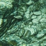 akdenizin-dibinden-50-bin-tanesi-cikarildi-yYJH6HJU.jpg