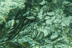 akdenizin-dibinden-50-bin-tanesi-cikarildi-yYJH6HJU.jpg