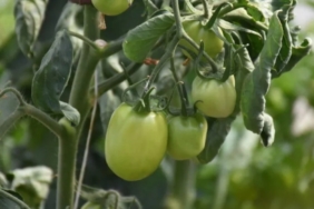 ciftcinin-dalindaki-yesil-domatesine-icra-geldi-OMXGqFOz.jpg
