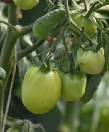 ciftcinin-dalindaki-yesil-domatesine-icra-geldi-OMXGqFOz.jpg