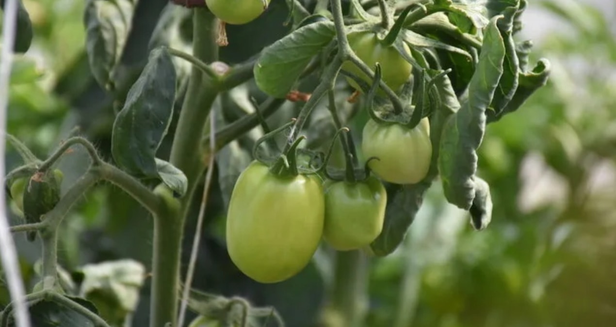 ciftcinin-dalindaki-yesil-domatesine-icra-geldi-OMXGqFOz.jpg