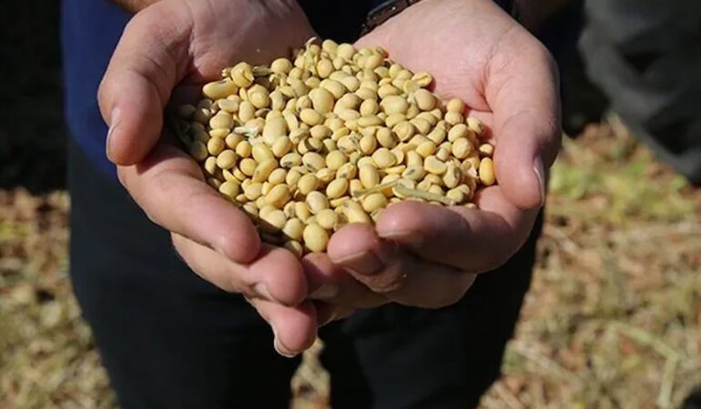 Soya fasulyesi fiyatları 26 ayın en yüksek seviyesini gördü