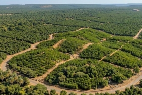 12-saatlik-orman-mucizesi-mi-felaket-mi-etiyopyanin-353-milyon-fidan-hamlesinin-karanlik-yuzu-Id8KmxlO.jpg