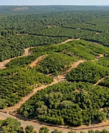 12-saatlik-orman-mucizesi-mi-felaket-mi-etiyopyanin-353-milyon-fidan-hamlesinin-karanlik-yuzu-Id8KmxlO.jpg