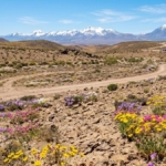 atacamayi-saskina-ceviren-nadir-yagislar-col-beyazlasti-binlerce-kilometre-cicek-acacak-bDrIAjhh.jpg