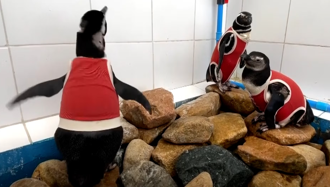 Yara Korumasında İşlevsel Tasarım