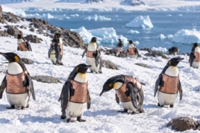 penguenlere-ozel-iyilesme-yelekleri-yaralari-hizla-kapatan-ve-gagalama-davranisini-onleyen-yeni-cozum-pz3b26Cr.jpg