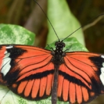 smithsonian-tropikal-arastirma-enstitusu-ortakligiyla-heliconius-kelebeklerinde-uzun-omur-ve-korunan-fiziksel-performans-uzerine-adNi3z3C.jpg