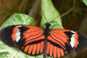 smithsonian-tropikal-arastirma-enstitusu-ortakligiyla-heliconius-kelebeklerinde-uzun-omur-ve-korunan-fiziksel-performans-uzerine-adNi3z3C.jpg