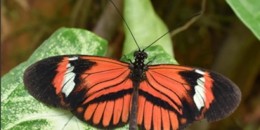 smithsonian-tropikal-arastirma-enstitusu-ortakligiyla-heliconius-kelebeklerinde-uzun-omur-ve-korunan-fiziksel-performans-uzerine-adNi3z3C.jpg