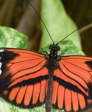 smithsonian-tropikal-arastirma-enstitusu-ortakligiyla-heliconius-kelebeklerinde-uzun-omur-ve-korunan-fiziksel-performans-uzerine-adNi3z3C.jpg