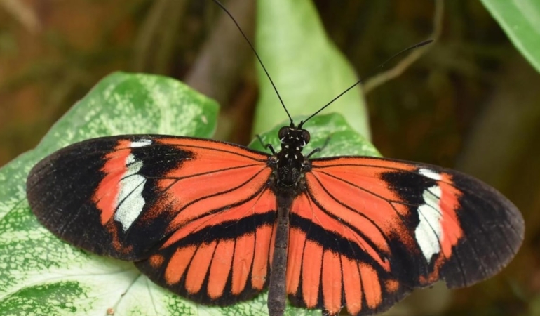 Smithsonian Tropikal Araştırma Enstitüsü Ortaklığıyla: Heliconius Kelebeklerinde Uzun Ömür ve Korunan Fiziksel Performans Üzerine Bulgular