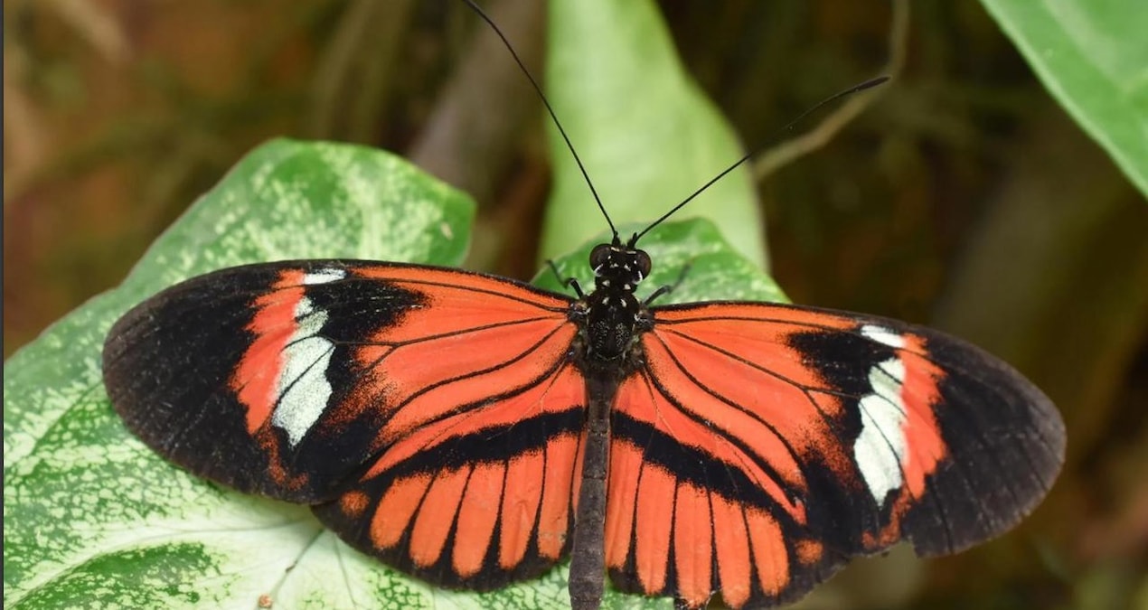 smithsonian-tropikal-arastirma-enstitusu-ortakligiyla-heliconius-kelebeklerinde-uzun-omur-ve-korunan-fiziksel-performans-uzerine-adNi3z3C.jpg
